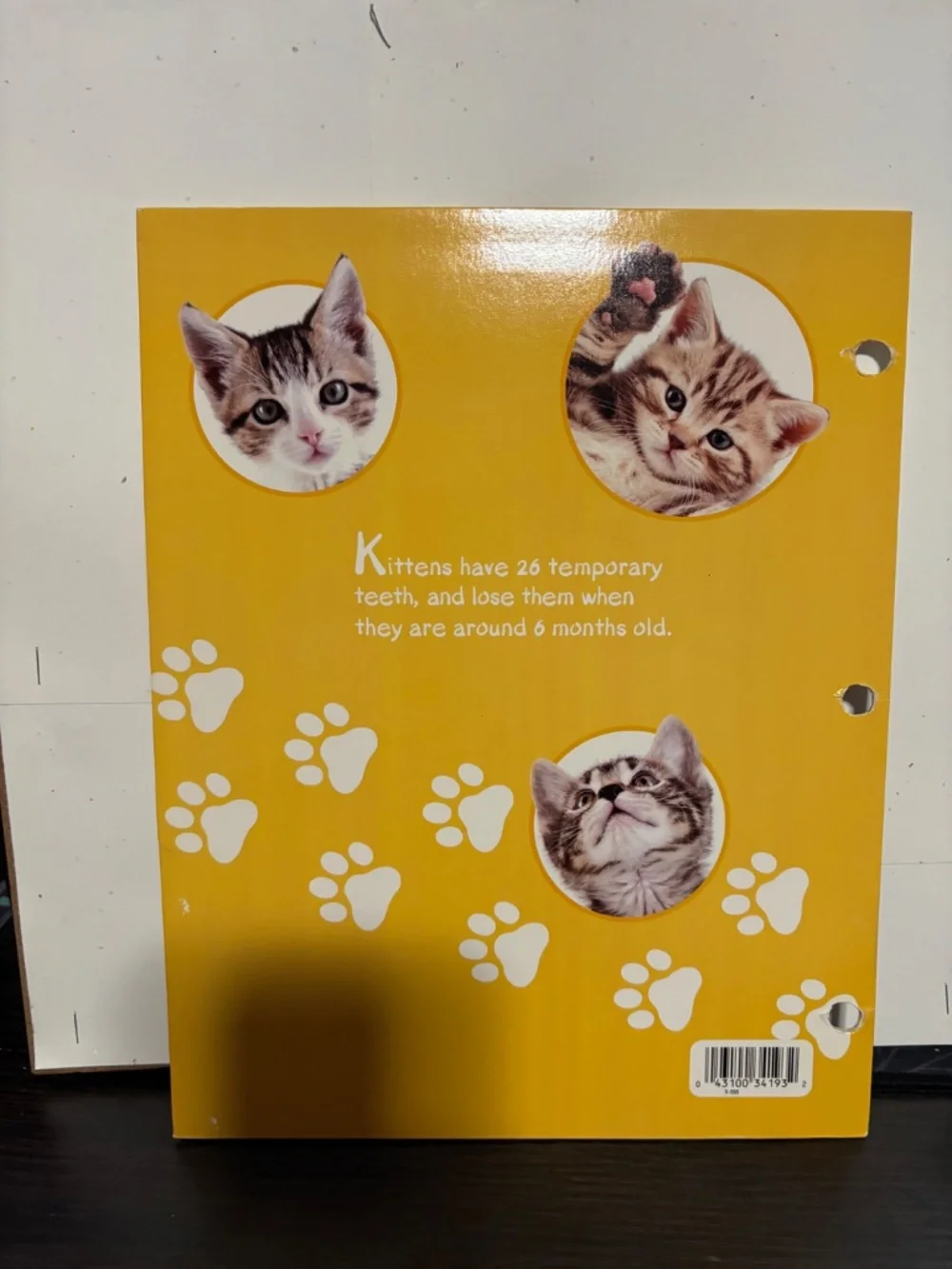Cat/ Kitten Folder Bundle